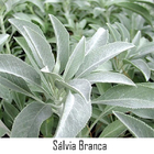 Incenso Massala Indiano Goloka Sálvia Branca Cone Cascata