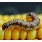 Inseticida Plenoway Jardim 25g Para Cochonilha E Pulgões