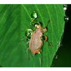 Inseticida Plenoway Jardim 25g Para Cochonilha E Pulgões