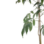 Ipê Branco Tabebuia Roseo-Alba Planta Natural