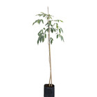 Ipê Branco Tabebuia Roseo-Alba Planta Natural
