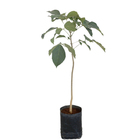 Ipê Branco Tabebuia Roseo-Alba Planta Natural