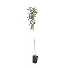 Ipê Branco Tabebuia Roseo-Alba Pote 25 Planta Natural