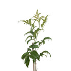 Ipê Mirim Tecoma Stans Planta Natural
