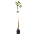 Ipê Mirim Tecoma Stans Planta Natural