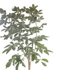 Ipê Roxo Bola Handroanthus Impetiginosus Planta Natural