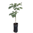 Ipê Roxo Handroanthus Impetiginosus Planta Natural