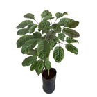 Ipê Roxo Handroanthus Impetiginosus Planta Natural