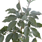 Ipê Serratifolia Tabebuia Serratifolia Pote 25 Planta Natural