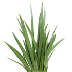 Íris da praia Neomarica candida Planta Natural