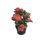 Ixora Africana 1L