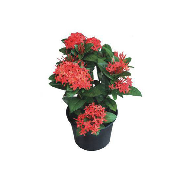 Ixora Africana 1L