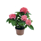 Ixora Anita 8L