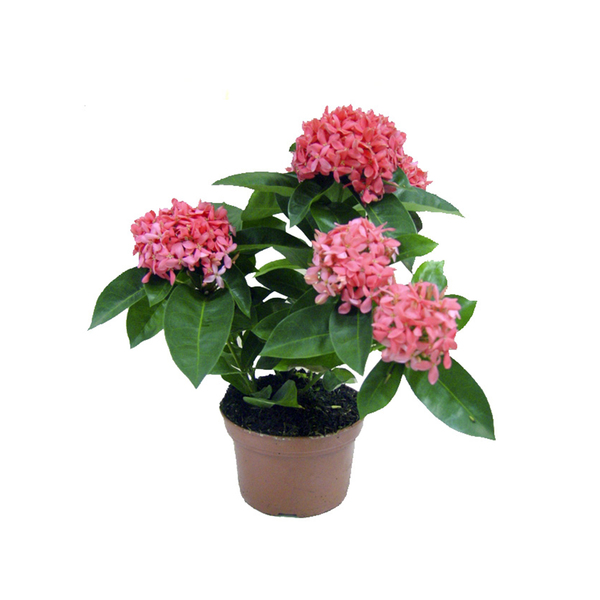 Ixora Anita 8L