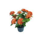 Ixora Red Star Star 8L