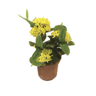 Ixora Yellow Star 8L