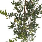 Jabuticaba Branca Plinia aureana Pote 25 Planta Natural