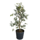 Jabuticaba Branca Plinia aureana Pote 25 Planta Natural