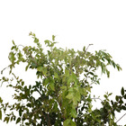 Jabuticaba Híbrida Myrciaria cauliflora Pote 18 Planta Natural