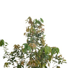 Jabuticaba Olho de Boi Plinia coronata Pote 25 Planta Natural