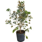 Jabuticaba Olho de Boi Plinia coronata Pote 25 Planta Natural