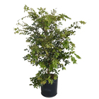 Jabuticabeira Myrciaria Cauliflora Grande Pote 25 Planta Natural