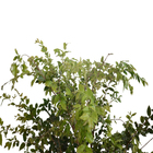 Jabuticabeira Myrciaria Cauliflora Grande Pote 25 Planta Natural