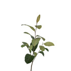 Jaca Artocarpus Heterophyllus Planta Natural