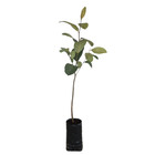 Jaca Artocarpus Heterophyllus Planta Natural