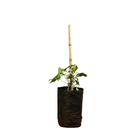 Jade Vermelha 80cm Planta Natural