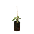 Jade Vermelha 80cm Planta Natural