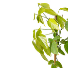 Jade Vermelha (Estaca) Mucuna bennettii Planta Natural