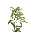 Jambo Syzygium Malaccense Planta Natural