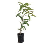 Jambo Syzygium Malaccense Planta Natural