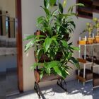 Jardim Vertical com 6 Floreiras Marrom e Suporte Plantas