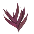 Jardim Vertical Preservado Verde Mix Variado 100x100 cm