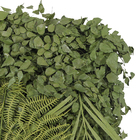 Jardim Vertical Preservado Verde Mix Variado 100x100 cm