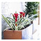 Jardineira Classic 60 Ferrugem (32l) Nutriplan