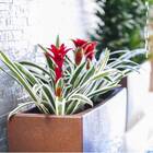 Jardineira Classic 80 Ferrugem (80l) Nutriplan