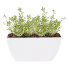 Jardineira Plastico Evora Branco  17x30cm Naterial