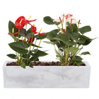 Jardineira Plástico Flat Cinza 15x57cm Japi