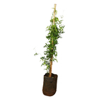 Jasmim dos Petas 80cm Planta Natural