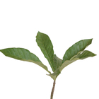 Jenipapo Genipa Americana Planta Natural