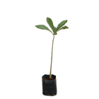 Jenipapo Genipa Americana Planta Natural