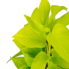 Jibóia Amarela Cuia 21