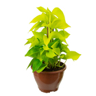 Jibóia Amarela Cuia 21