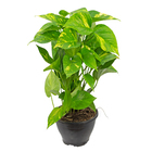 Jiboia Epipremnum Pinnatum Sortida Cuia 21 Planta Natural