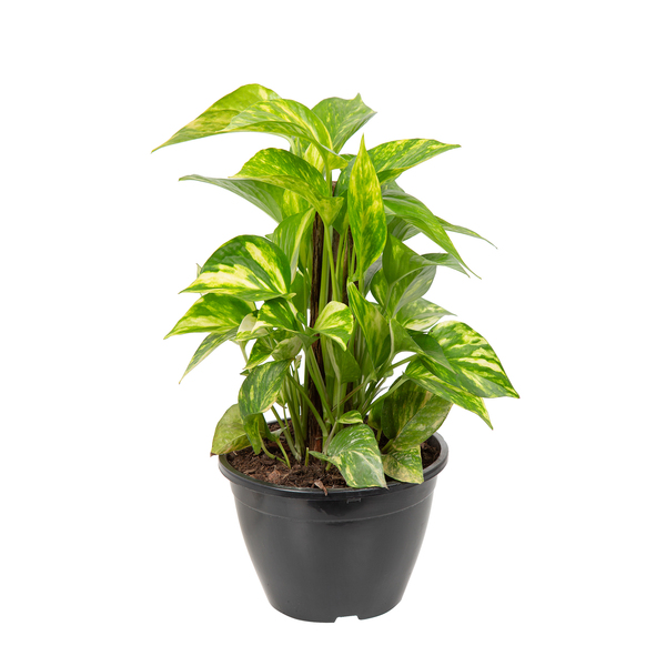 Jiboia Epipremnum Pinnatum Sortida Cuia 21 Planta Natural