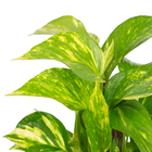 Jiboia Epipremnum Pinnatum Sortida Cuia 21 Planta Natural