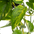 Jiboia Epipremnum pinnatum Sortida Cuia 21 Planta Natural